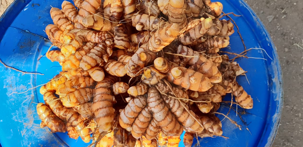 Turmeric Fingers